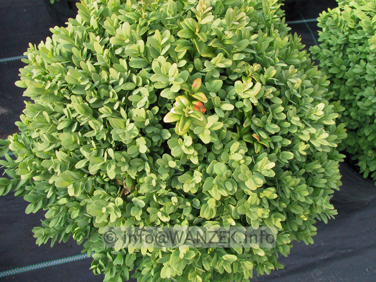 Buxus sempervirens Blauer Heinz.JPG